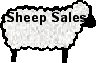 sheep sales button