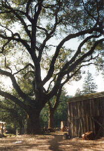 oak tree
